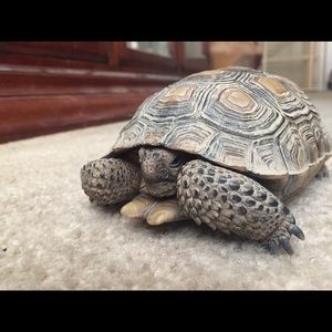 Meet your Posher, Yesenia